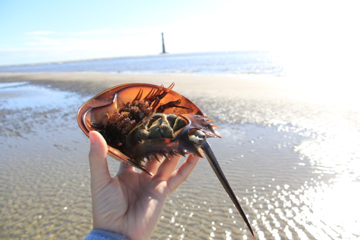 beach excursion