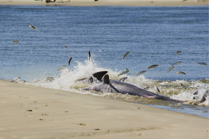 dolphin on the beach
