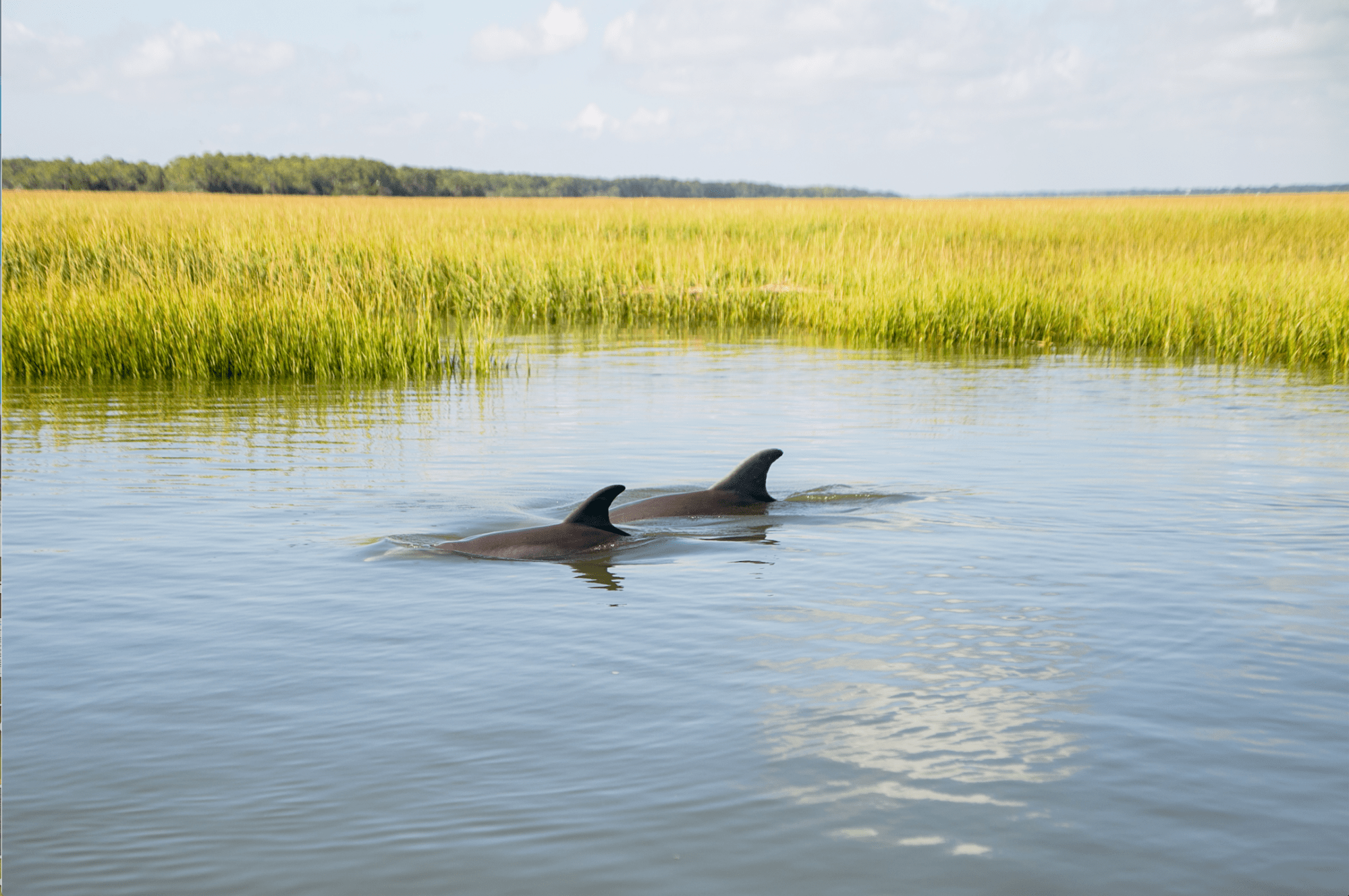 Dolphins