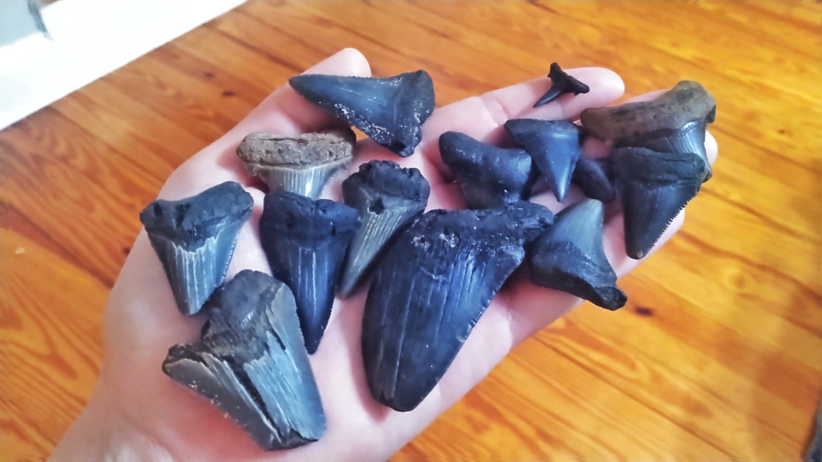 A person holding shark teeth.