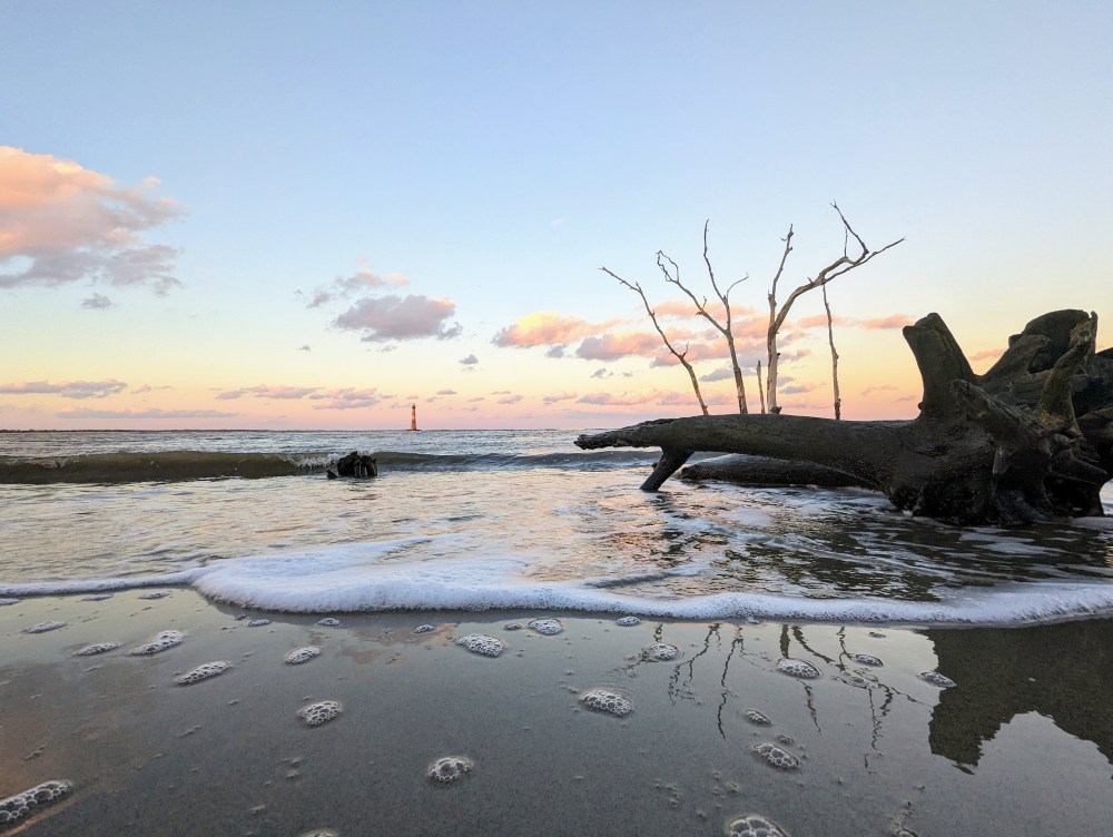 Driftwood on a beach with waves and a distant lighthouse at sunset. boneyard beach folly beach with Morris Island lighthouse in background
