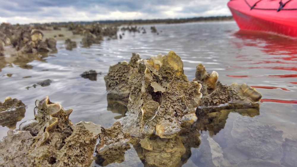 Close-up of oyster shells in shallow water, with a red kayak on the right.