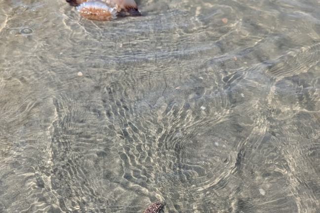 A starfish and jellyfish in shallow water with a hand touching the jellyfish.