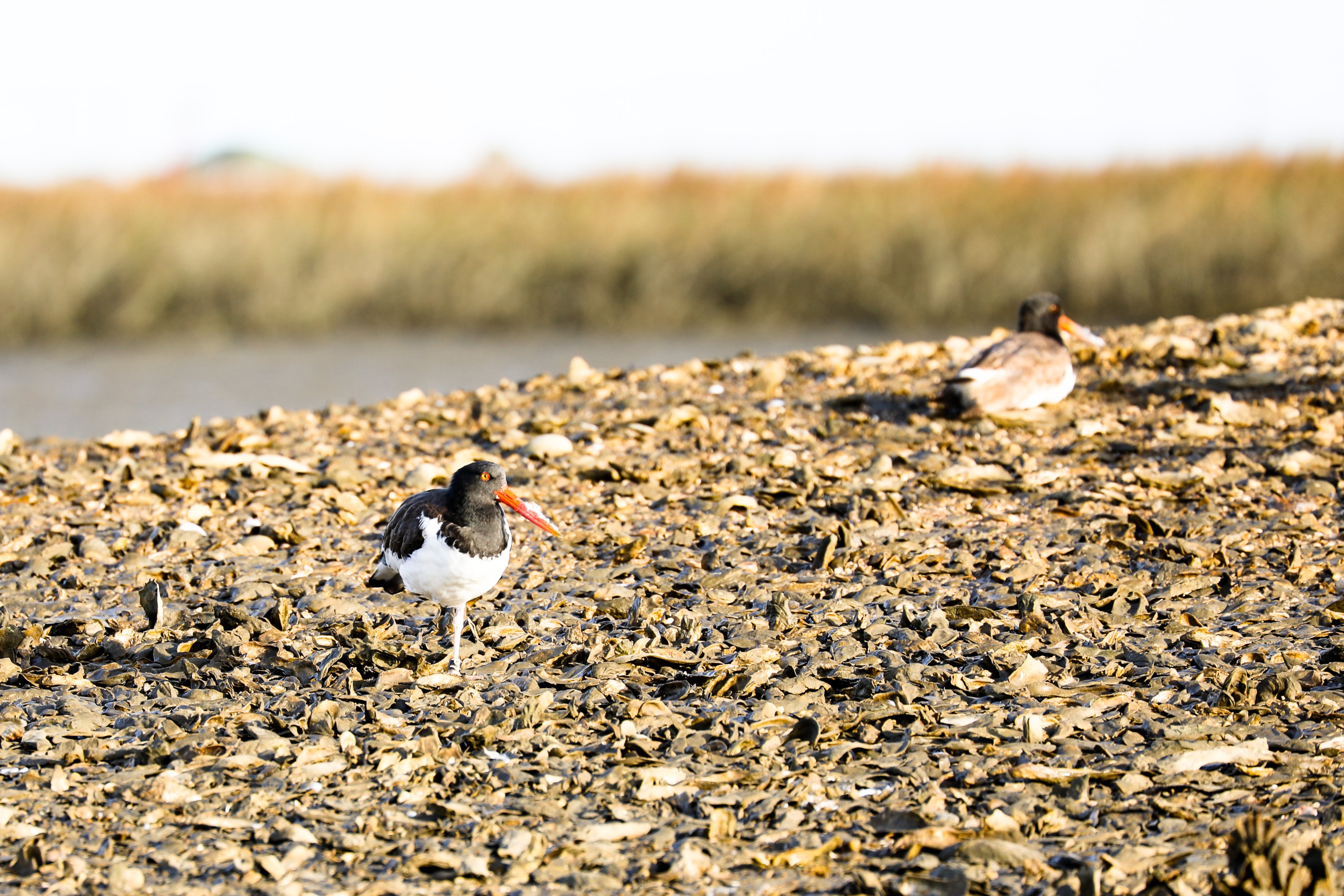 Two birds on a shell-covered shoreline with blurred grassy background.