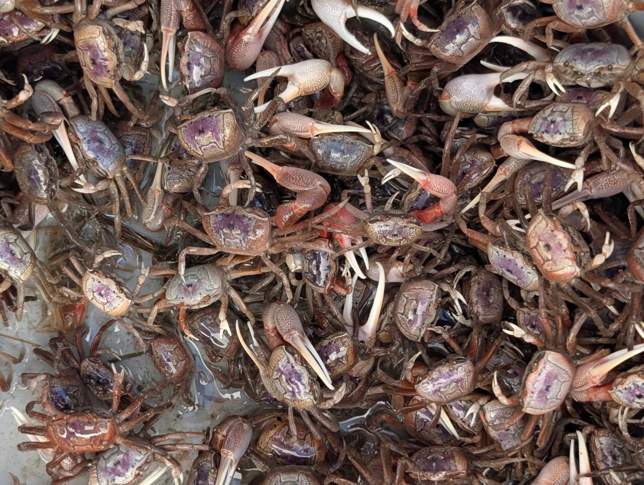 A pile of small crabs with purple shells and white claws, closely packed together.