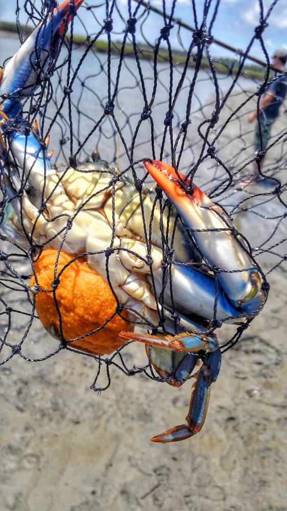 Crab caught in a net on a sandy beach with blurry background.