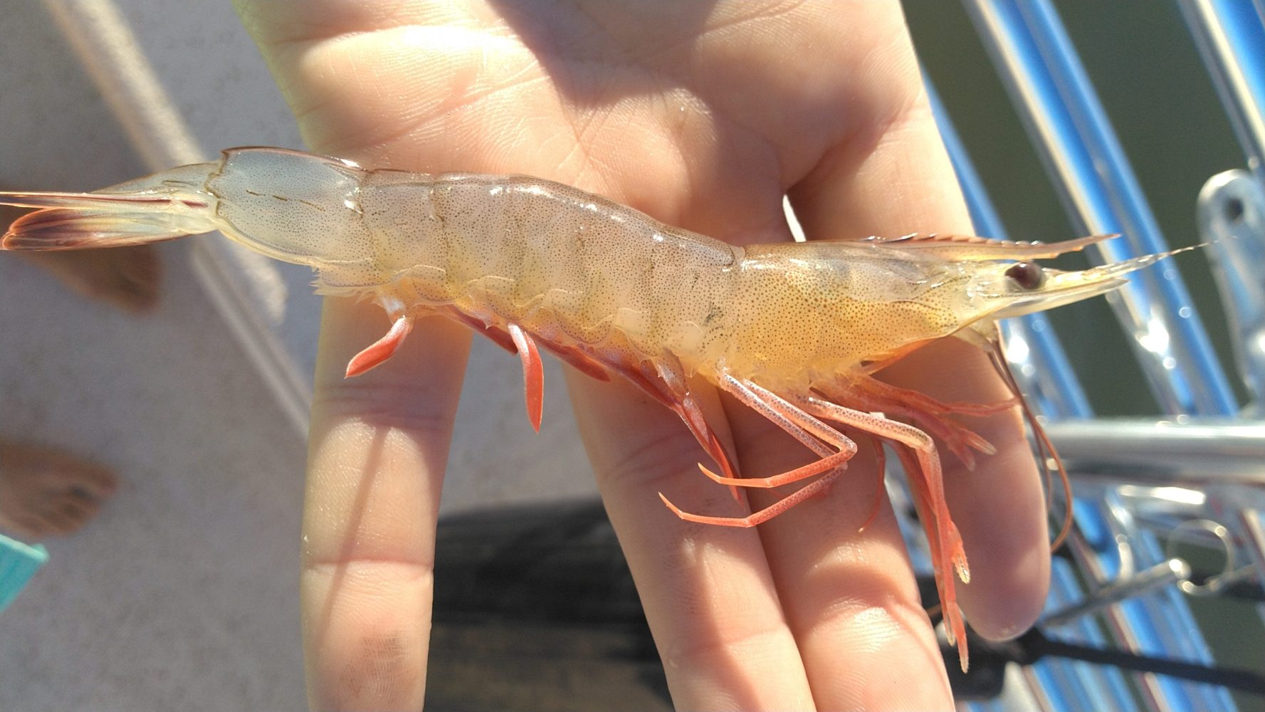 Hand holding a translucent shrimp with red legs and antennae on a boat deck.