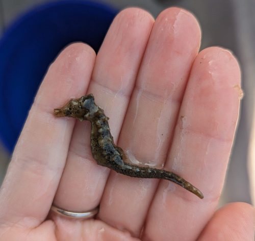 Close-up of a hand holding a small, brown seahorse over a blurred background.
