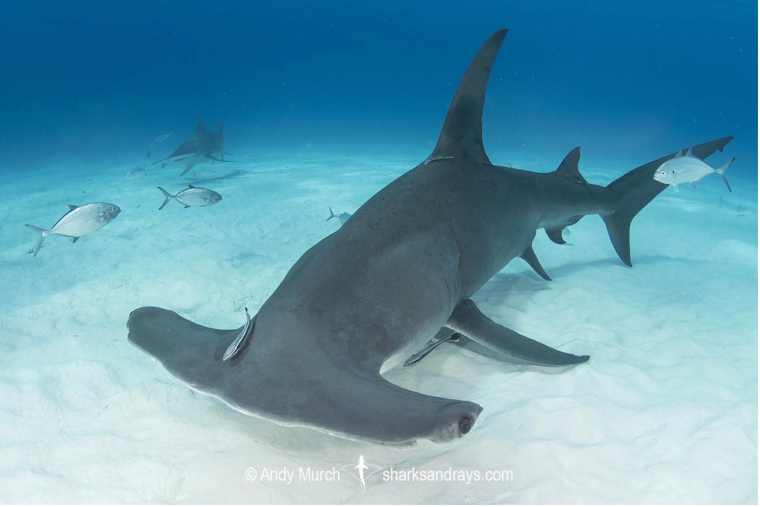 Underwater view of a hammerhead shark swimming with smaller fish on sandy seabed.
