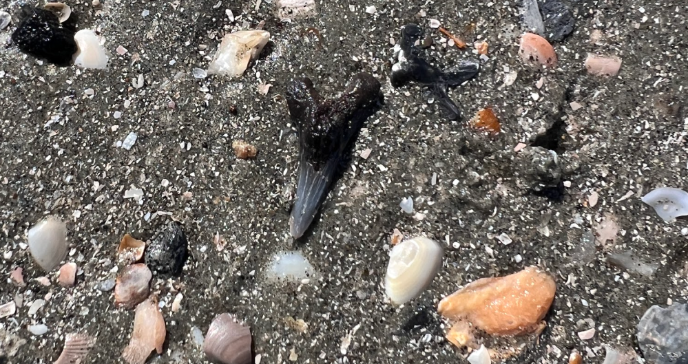 Close-up of a fossilized shark tooth among seashells on a sandy surface.