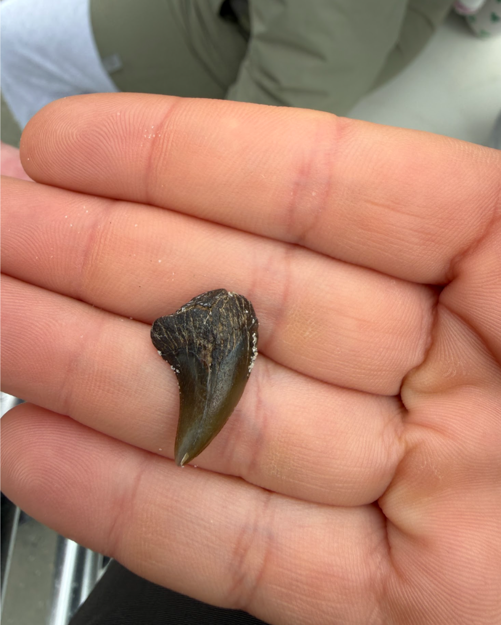 Hand holding a small, dark, fossilized tooth.