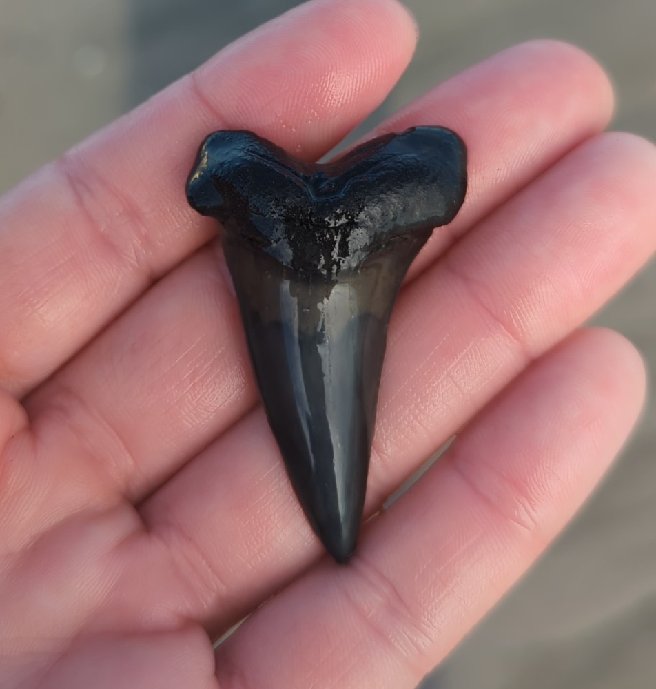 Fossilized shark tooth held in a person's palm.