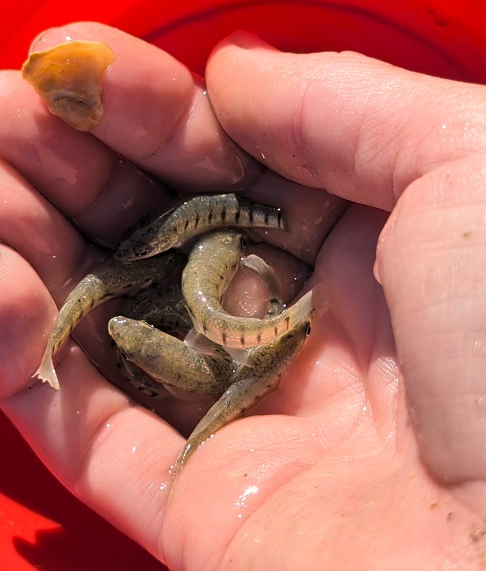 Small fish and shell in a person's cupped hands over a red bucket.