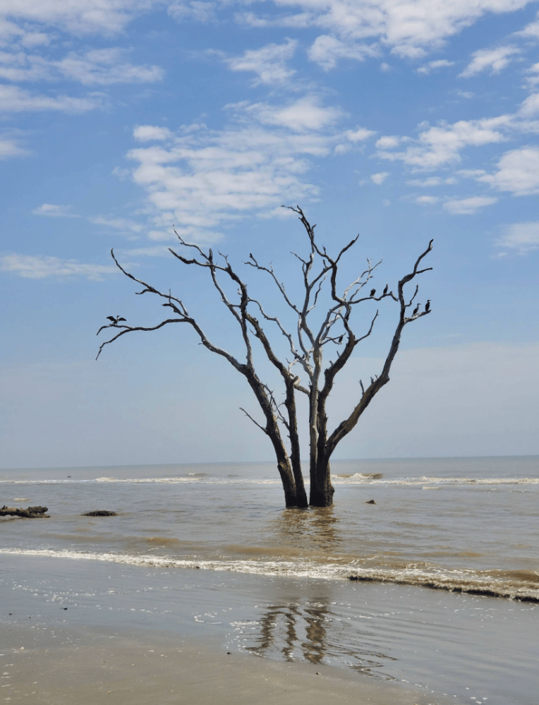 Bare tree with birds standing in the ocean, blue sky above.